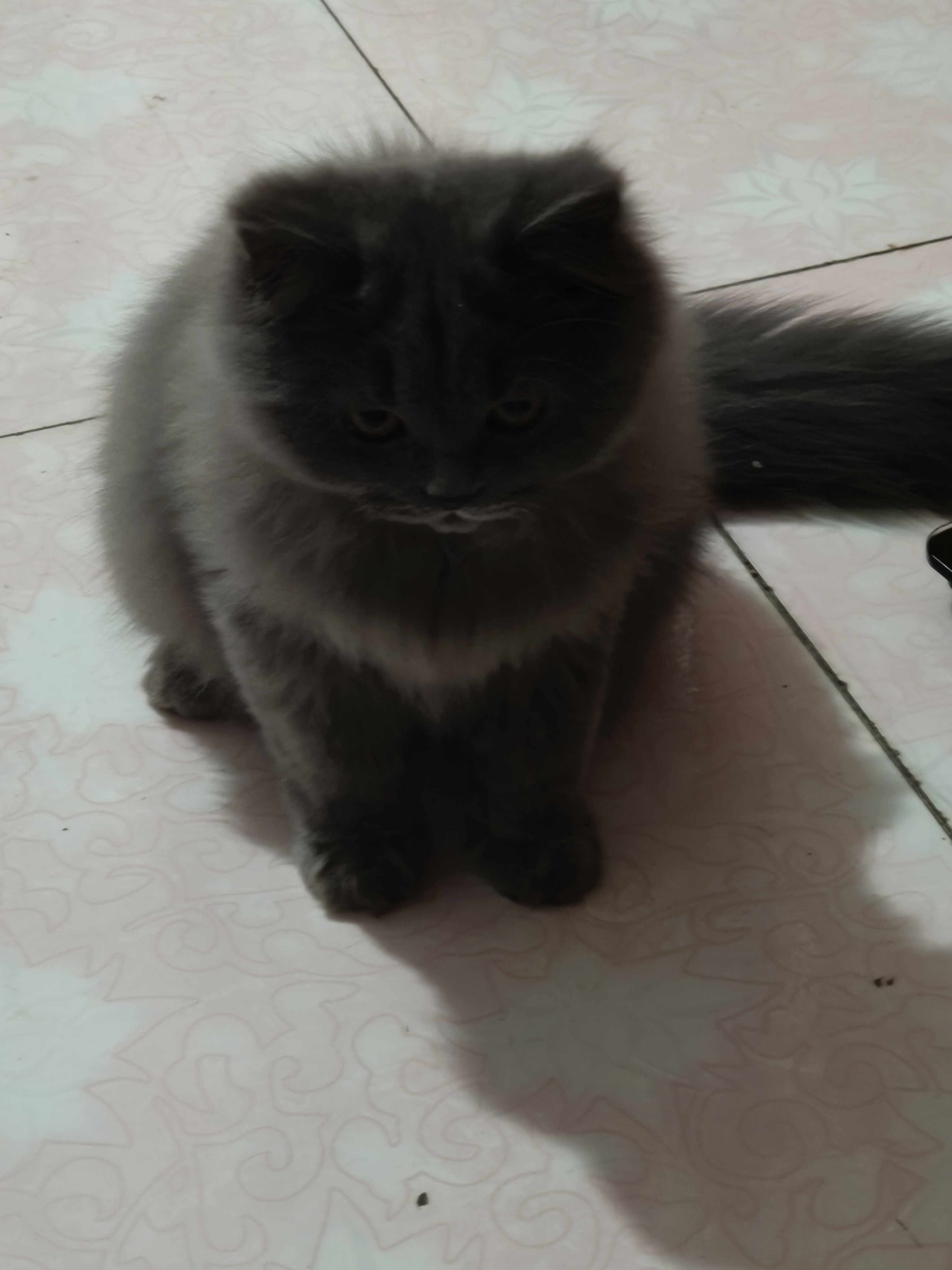 蓝猫高地妹妹，五个月喜欢的联系！